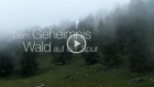 Dem Geheimnis Wald auf der Spur